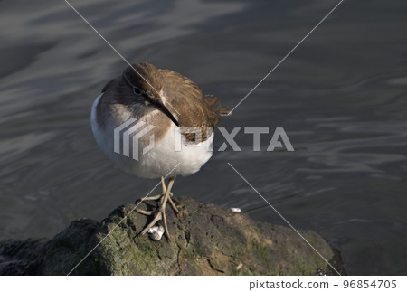 Juvenile sandpiper Juvenile sandpiper 96854705