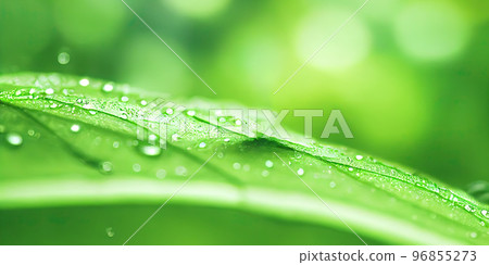 Green leaf background close up view. Nature foliage abstract. Beautifule leave texture. 96855273