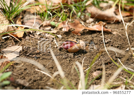 Growing acorns that have fallen to the ground take root and sprout 96855277