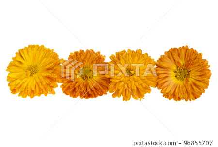 chrysanthemum orange isolated 96855707