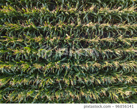 Corn field of green corn stalks and tassels, aerial drone photo above corn plants. High quality 96856141