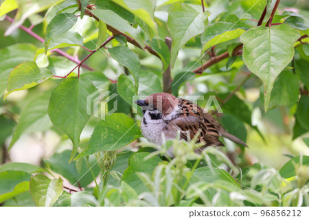 Sparrow perched on a branch of green leaves 96856212