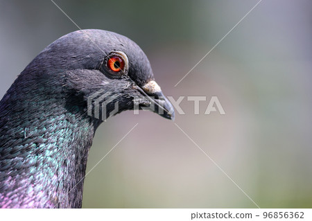 鴿子上半身頭部特寫 鴿子上半身頭部特寫 96856362