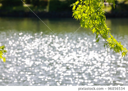 藍楓和池塘水面的光芒 96856534