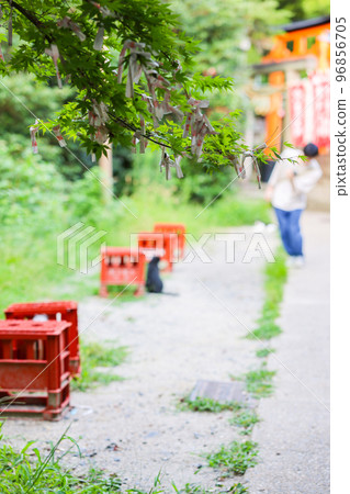 藍楓與幸運單京都伏見稻荷大社區紅容器，黑貓和年輕人 96856705