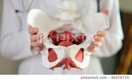 Female gynecologist showing model of female pelvis with muscles Female gynecologist showing model of female pelvis with muscles 96856759