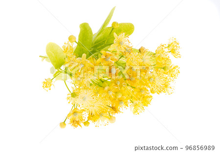 linden flowers isolated linden flowers isolated 96856989
