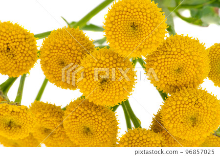 tansy flowers isolated tansy flowers isolated 96857025