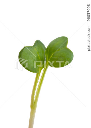 young shoots of radish isolated young shoots of radish isolated 96857098