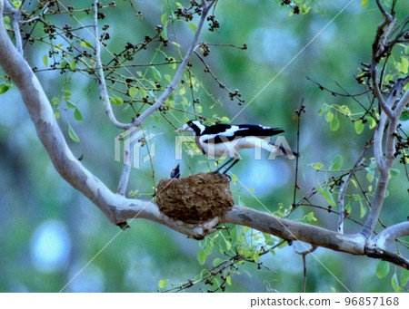 野鳥天堂 澳大利亞最遲鈍的鳥,知更鳥 野鳥天堂 澳大利亞最遲鈍的鳥,知更鳥 96857168
