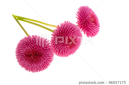 red daisy isolated red daisy isolated 96857175
