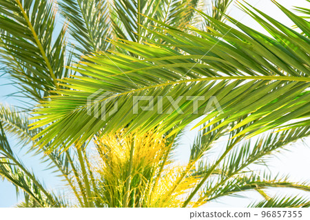 Palm trees against blue sky, coconut tree, summer tree background 96857355