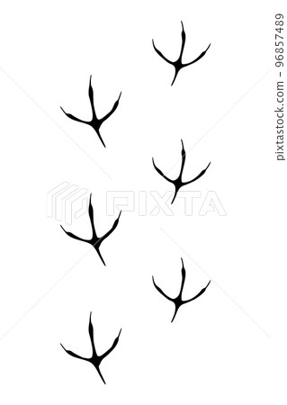 Animals feet track. Pheasant black paw, walking feet silhouette or footprints. Trace step imprints isolated on white. Walking tracks paws illustration Animals feet track. Pheasant black paw, walking feet silhouette or footprints. Trace step imprints isolated on white. Walking tracks paws illustration 96857489