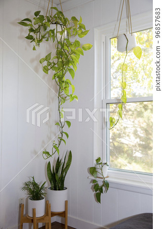 綠蘿、虎尾蘭室內植物 96857683