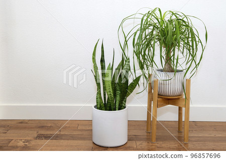 Tokkuriran and Sansevieria Houseplants Tokkuriran and Sansevieria Houseplants 96857696