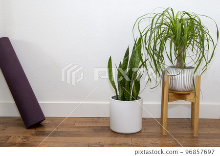 Tokkuriran, Sansevieria foliage plants and yoga mats Tokkuriran, Sansevieria foliage plants and yoga mats 96857697