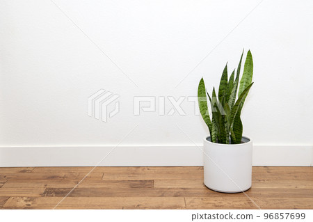 sansevieria foliage plant 96857699