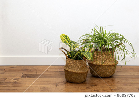 Tokkuriran and Croton Houseplants 96857702