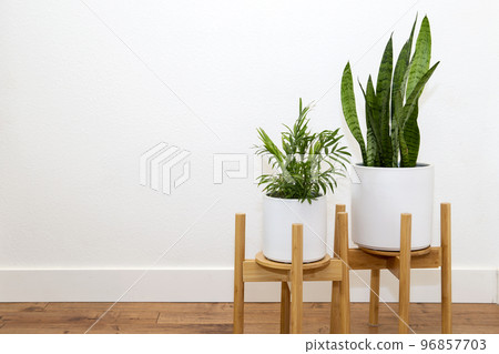 sansevieria foliage plant sansevieria foliage plant 96857703