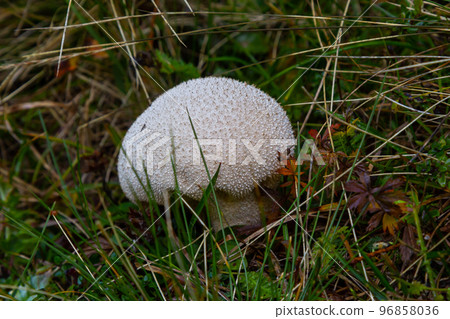 Puffball mushrooms on a stump - Lycoperdon umbrinum in a moss 96858036