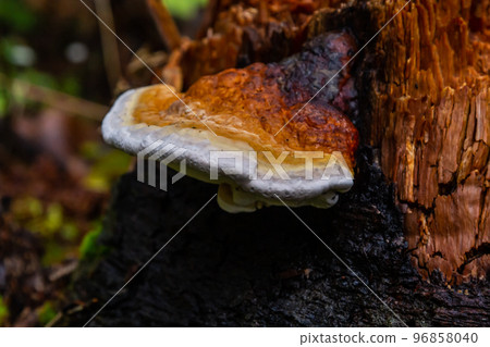 Fomes fomentarius, commonly known as the tinder fungus, false tinder fungus, hoof fungus, tinder conk, tinder polypore or ice man fungus 96858040