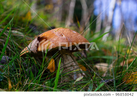 Leccinum aurantiacum or rough-stemmed bolete mushrooms growing in the moss. Wild mushroom growing in forest. Ukraine Leccinum aurantiacum or rough-stemmed bolete mushrooms growing in the moss. Wild mushroom growing in forest. Ukraine 96858042