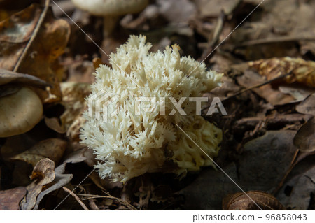 White coral, Ramariopsis kunzei growing in wet environment White coral, Ramariopsis kunzei growing in wet environment 96858043