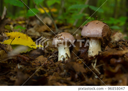 Small Gassy webcap, Cortinarius traganus, poisonous mushrooms in forest close-up, selective focus, shallow DOF Small Gassy webcap, Cortinarius traganus, poisonous mushrooms in forest close-up, selective focus, shallow DOF 96858047