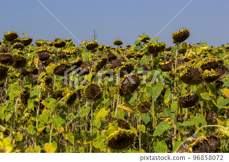 Sunflower heads drooping full of seeds to be harvest at the end of the growing season on a farm field in autumn 96858072