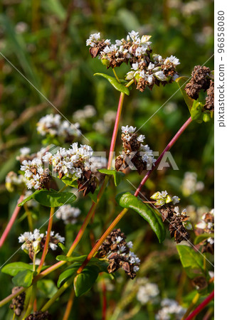 Buckwheat Fagopyrum esculentum in flower on the natural background. Cultivated plant. Macro. 96858080