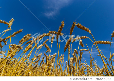 field of golden wheat and blue sky, agricultural field 96858088