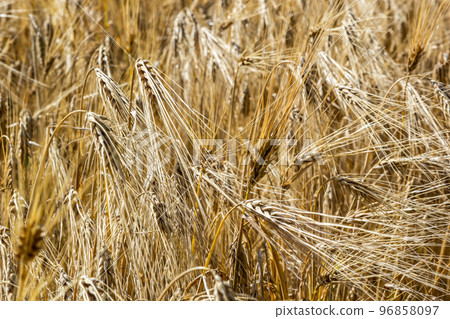 Fields of wheat at the end of summer fully ripe Fields of wheat at the end of summer fully ripe 96858097