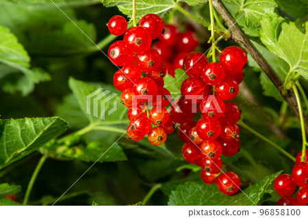 red currant grows on a bush in the garden, berry, harvest, summer, plant red currant grows on a bush in the garden, berry, harvest, summer, plant 96858100
