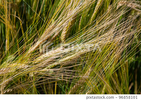 Fields of wheat at the end of summer fully ripe Fields of wheat at the end of summer fully ripe 96858101