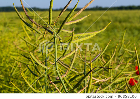 Rapeseed field before harvesting. Brassica napus, oilseed rape Rapeseed field before harvesting. Brassica napus, oilseed rape 96858106