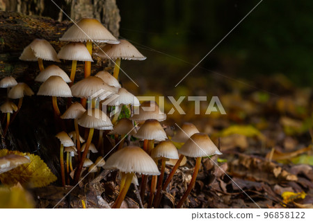 Magic mushrooms growing on moss. Most probably Mycena galericulata Magic mushrooms growing on moss. Most probably Mycena galericulata 96858122
