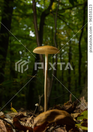 Edible mushroom Hymenopellis radicata or Xerula radicata on a mountain meadow. Known as deep root mushroom or rooting shank. Wild mushroom growing in the grass 96858123