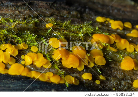 Very small fungus yellow fairy cups or lemon discos, Bisporella citrina, on old wet wood 96858124
