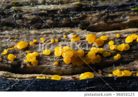 Very small fungus yellow fairy cups or lemon discos, Bisporella citrina, on old wet wood Very small fungus yellow fairy cups or lemon discos, Bisporella citrina, on old wet wood 96858125