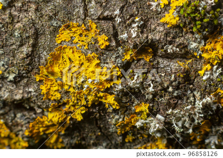 Detail of the bark of a tree on which lichen grows 96858126