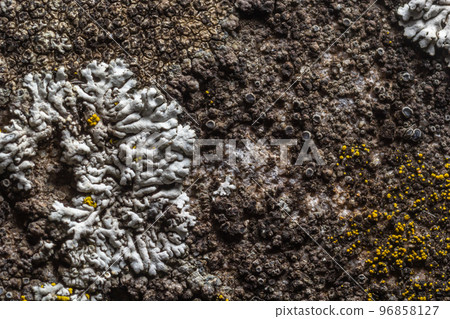 A stone background with textured surface and Lichen Moss. Pattern mineral with rough structure and lichen. mountain backdrop. Natural stone surface 96858127
