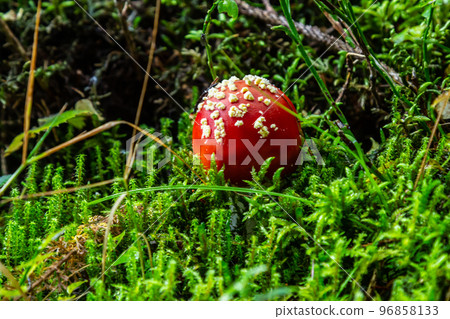 Red Wild Amanita Muscaria Mushroom. A red Amanita Muscaria mushroom growing in the wild 96858133