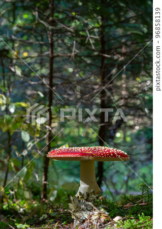 Red Wild Amanita Muscaria Mushroom. A red Amanita Muscaria mushroom growing in the wild 96858139