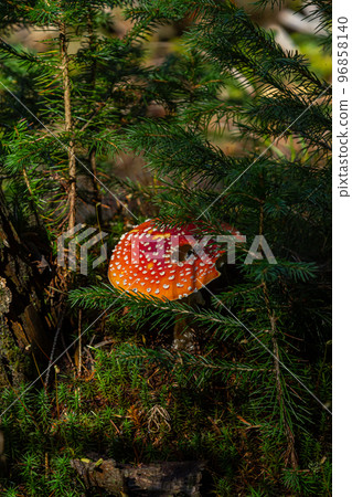 Close-up of a Amanita poisonous mushroom in nature. Fly amanita Amanita muscaria mushroom 96858140