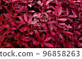 Leaves pattern background in color viva magenta 96858263