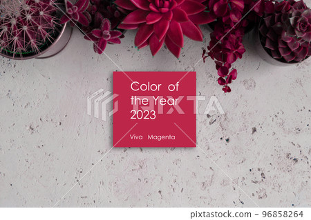 Home plant toned in trendy colour magenta over white backgound 96858264