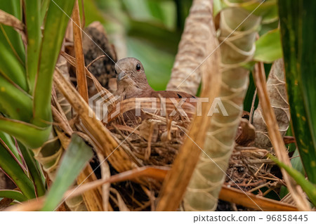 Ruddy Ground Dove Ruddy Ground Dove 96858445