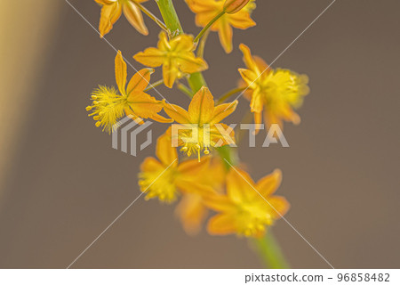 Small Wild Kopieva Plant 96858482