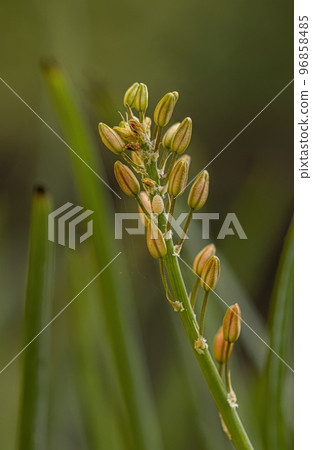 Small Wild Kopieva Plant Small Wild Kopieva Plant 96858485