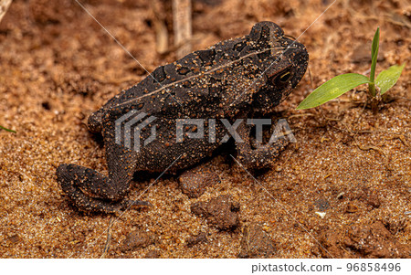 juvenile Cururu Toad juvenile Cururu Toad 96858496
